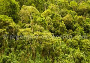 Forêt tropicale, Puerto Bemberg