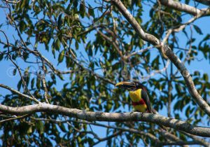 Toucan, Puerto Bemberg