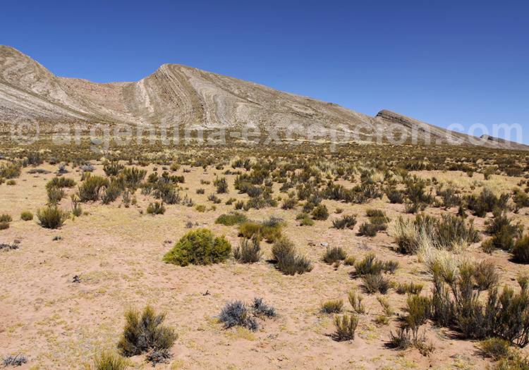 Los 8 Hermanos de Yavi Los 8 Hermanos de Yavi