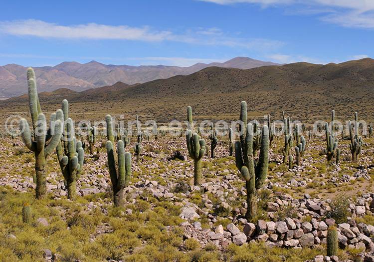 Ruines de Coctaca Ruines de Coctaca