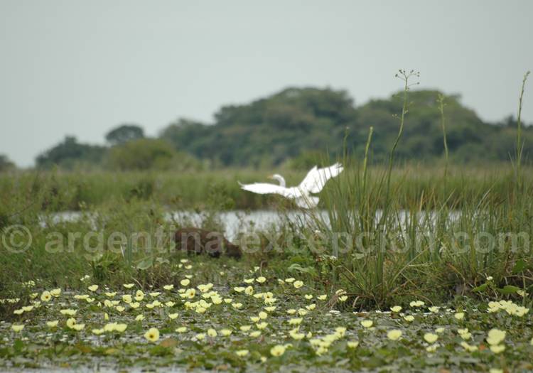 La flore des Esteros del Iberá La flore des esteros del iberá
