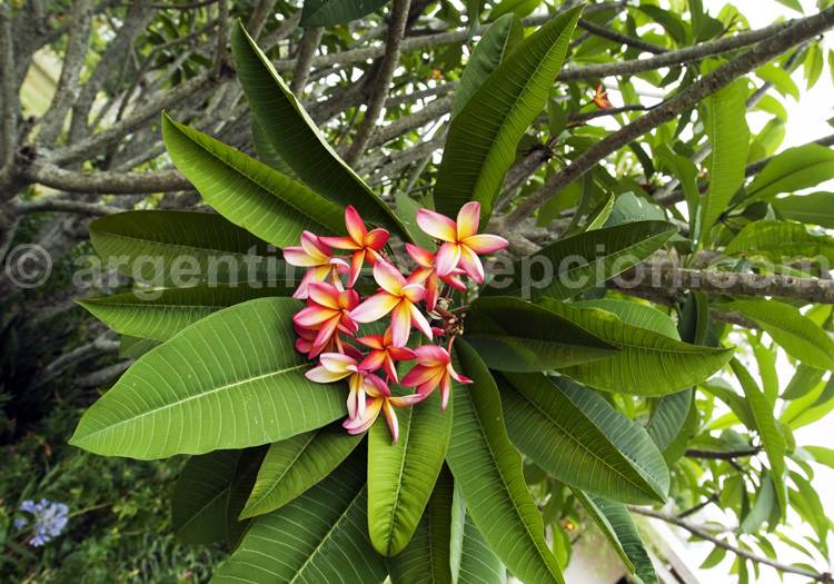 Flore des Esteros del Ibera Flore des Esteros del Ibera
