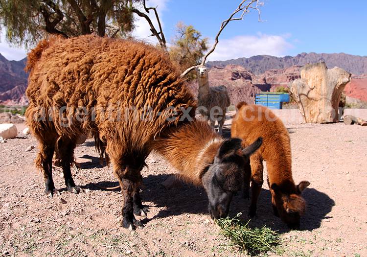 Comment se rendre dans la Quebrada de las Conchas comment se rendre dans la quebrada de las conchas