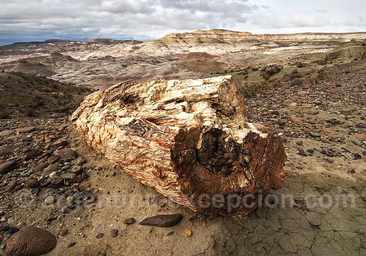 Monument naturel Bosques Petrificados, Sarmiento foret petrifiee argentine Sarmiento