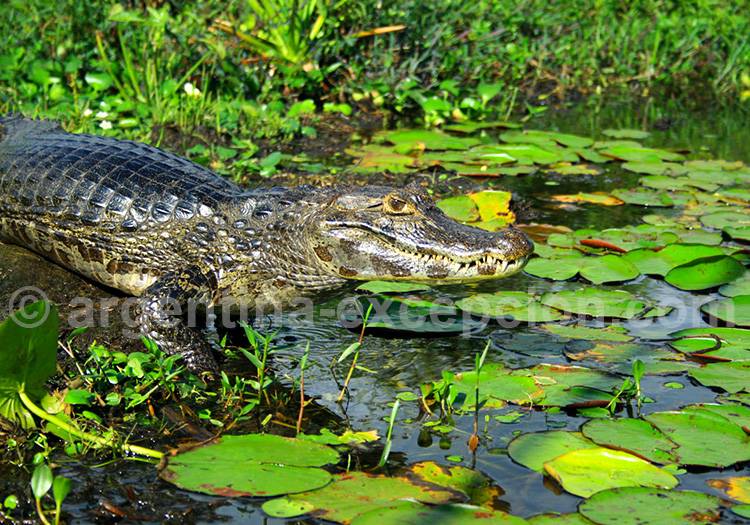 Caiman yacare, Esteros del Ibera Caiman yacare, Esteros del Ibera
