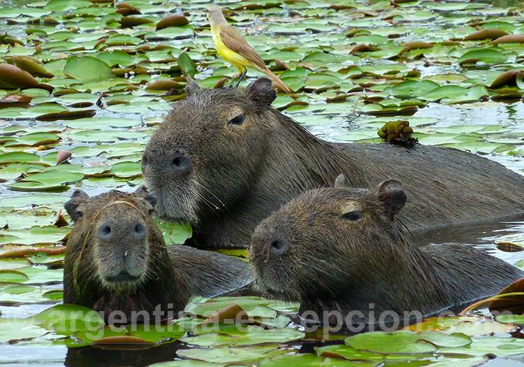 Capybara ou carpincho, Esteros del Ibera capybara ou carpincho, esteros del ibera
