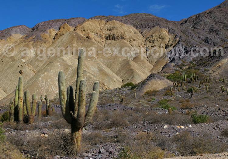 La Ciénaga, Purmamarca La Ciénaga, Purmamarca