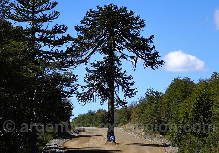 Circuits touristiques dans le parc Lanín Circuits touristiques dans le parc Lanín