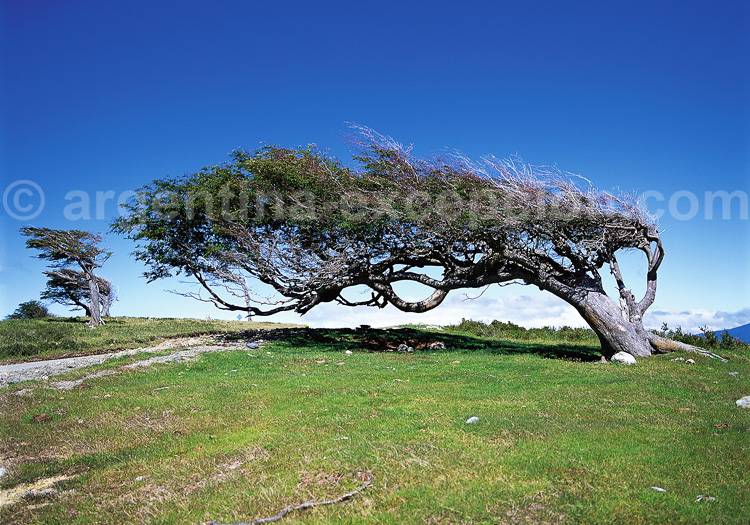 Le climat en Terre de Feu Le climat en Terre de Feu
