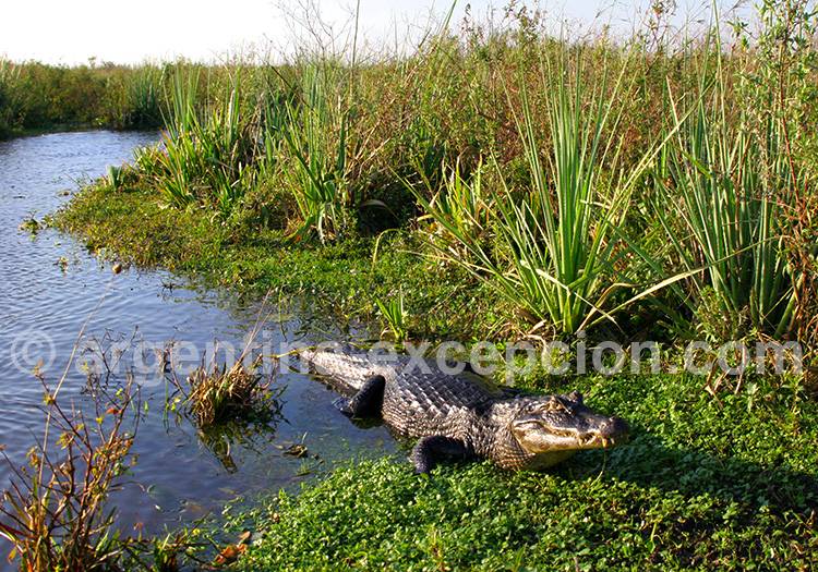 Yacaré, Esteros del Iberá Yacaré, Esteros del Iberá