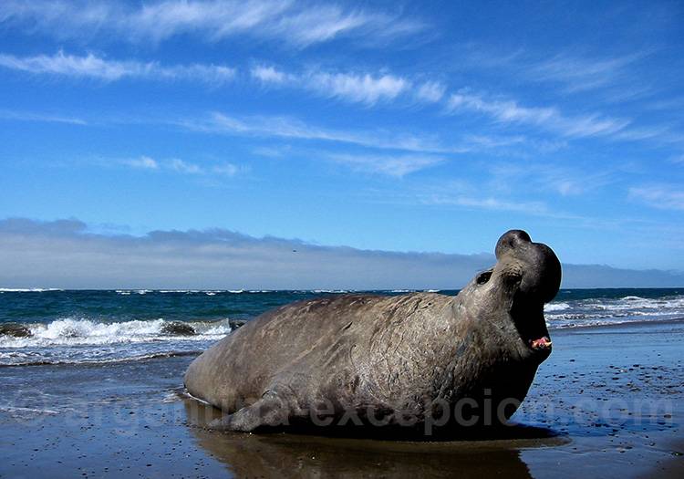 Éléphant de mer, péninsule Valdès Éléphant de mer, péninsule Valdès
