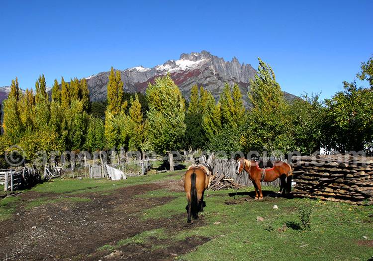 Promenade équestre dans le Parc Lanín Promenade équestre dans le Parc Lanín