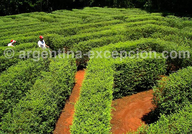 Labyrinthe Végétal Montecarlo, Misiones Labyrinthe Végétal Montecarlo, Misiones