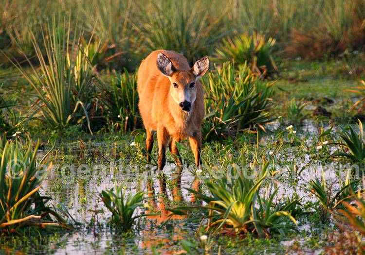 Marais d'Ibera, Corrientes - Cerf des marais Marais d'Ibera, Corrientes - Cerf des marais