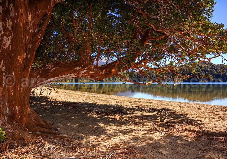 Parc Los Arrayanes, Villa La Angostura parc los arrayanes argentine, villa la angostura