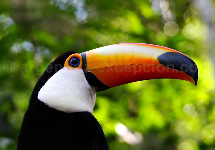 Parc national Iguazú, Argentine Parc national Iguazú, Argentine