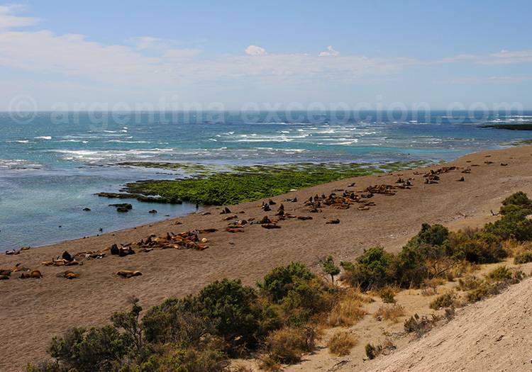 Punta Norte, Péninsule de Valdès Punta Norte, Péninsule de Valdès