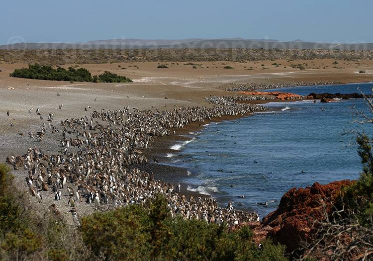 Réserve naturelle Punta Tombo Réserve naturelle Punta Tombo