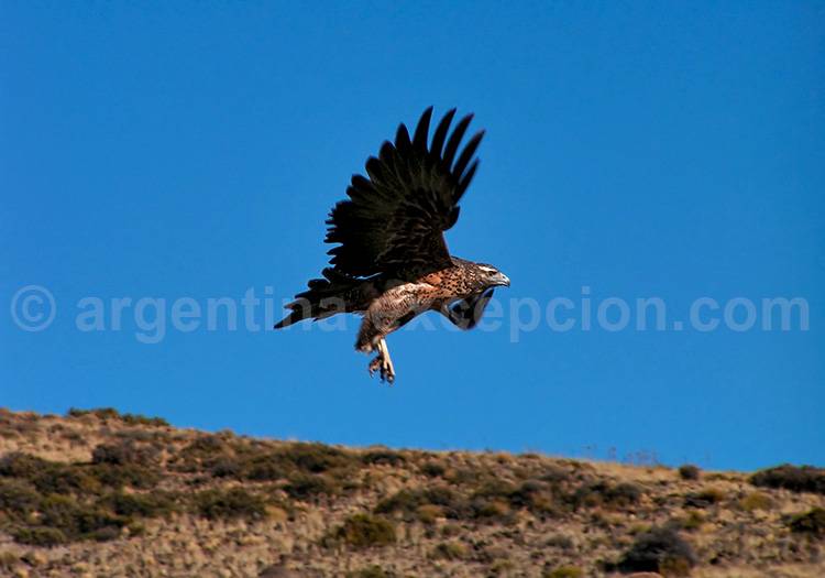Buse aguia, parc Lanín Buse aguia, parc Lanín