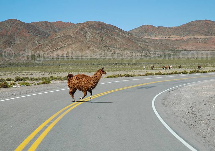 Alpaga aux alentours de Salinas Grandes Alpaga aux alentours de Salinas Grandes