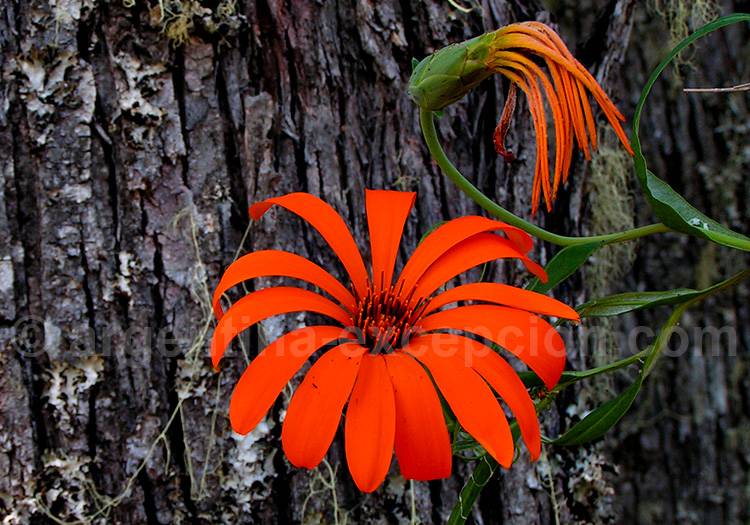 Flore du parc national Lanín Flore du parc national Lanín