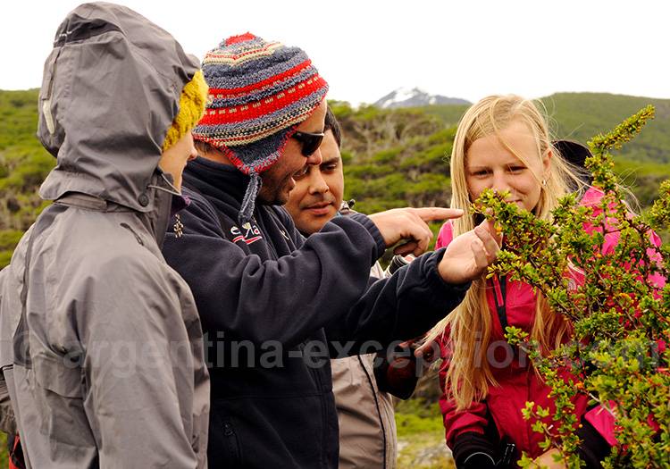 Découverte de la flore de Terre de Feu Découverte de la flore de Terre de Feu