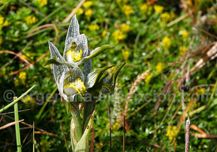 Orchidée de Magellan, parc Terre de Feu Orchidée de Magellan, parc Terre de Feu