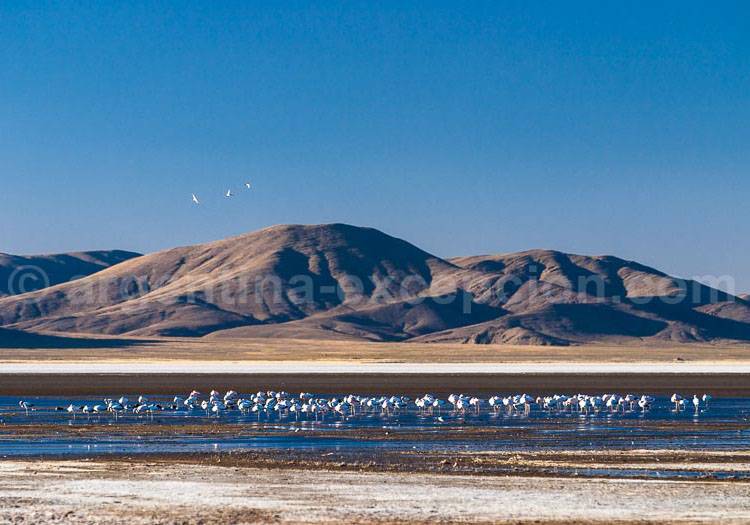 Laguna Pozuelos, Jujuy. Marco Guoli laguna pozuelos jujuy