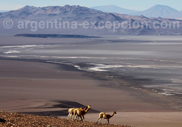 Laguna Blanca, Catamarca Laguna Blanca, Catamarca