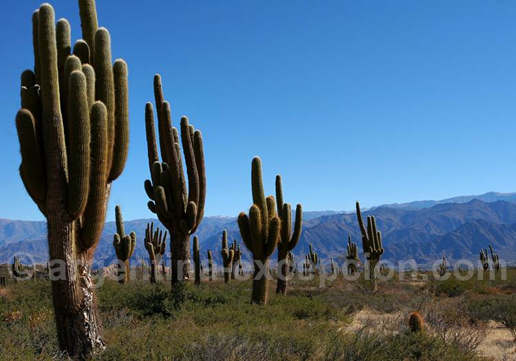 Parc los Cardones, Salta Parc los Cardones, Salta
