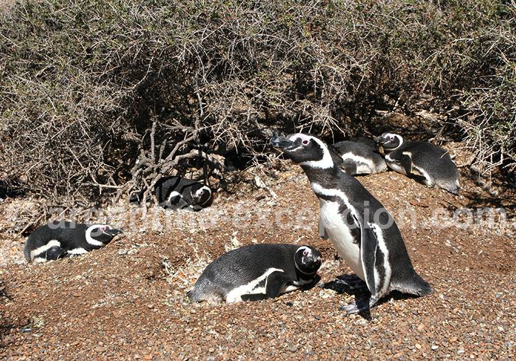 Manchots de Magellan, péninsule Valdès Manchots de Magellan, péninsule Valdès