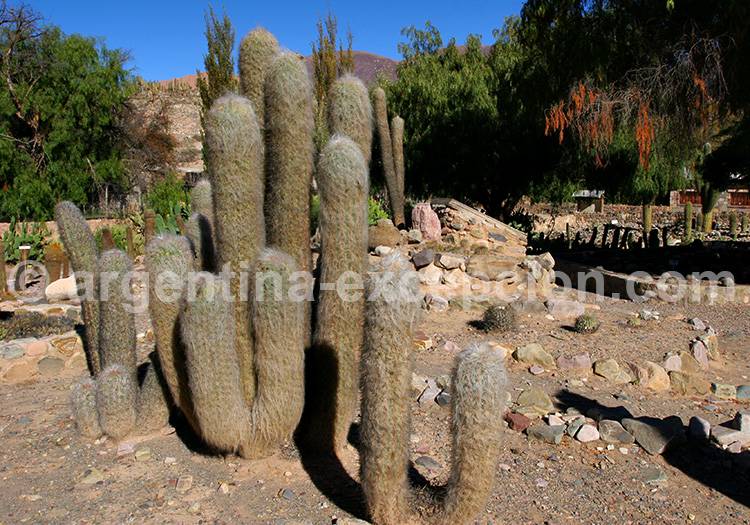 Musée botanique de Tilcara musee tilcara