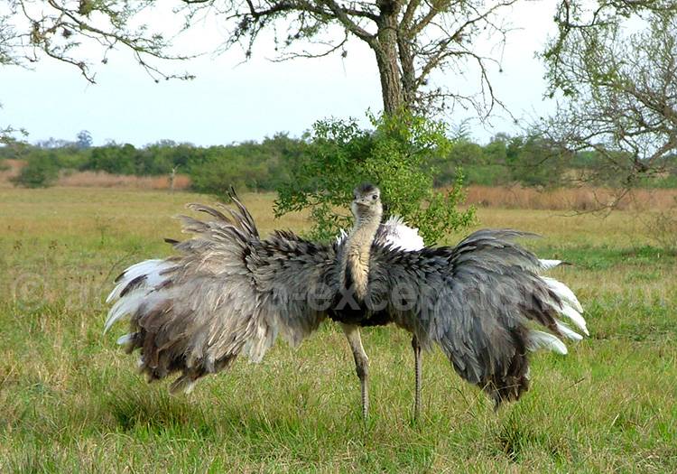 Nandu, Esteros del Ibera Nandu, Esteros del Ibera