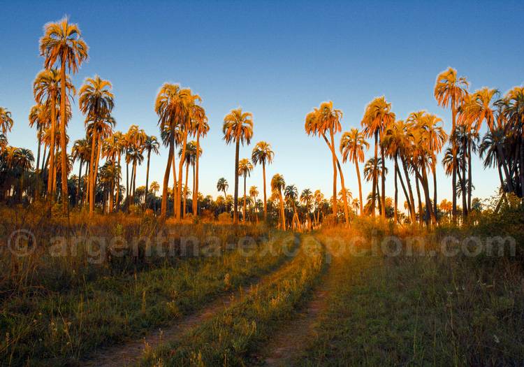 Parc national El Palmar, Entre Rios Parc national El Palmar, Entre Rios