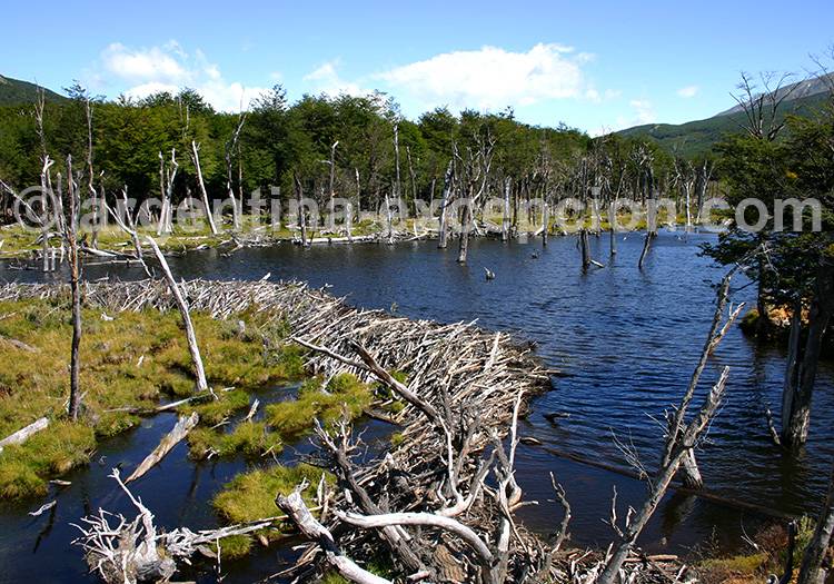 Parc Terre de Feu, Ushuaia - Crédit Jacques Vaysse Parc Terre de Feu, Ushuaia - Crédit Jacques Vaysse