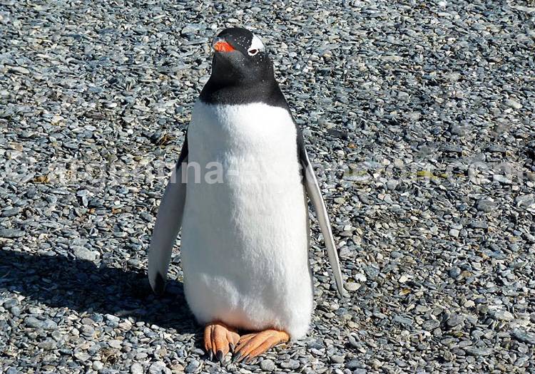 Rencontre d’exception en Terre de Feu rencontre manchot terre de feu