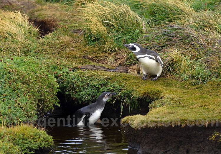 Rencontre avec les manchots de la Terre de Feu Rencontre avec les manchots de la Terre de Feu