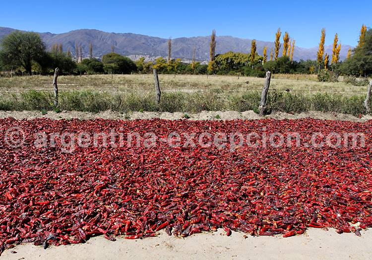 Poivrons séchés à Cachi Poivrons séchés à Cachi