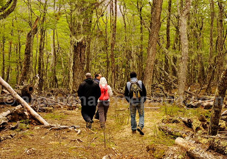 Promenade en forêt en Terre de Feu Promenade en forêt en Terre de Feu