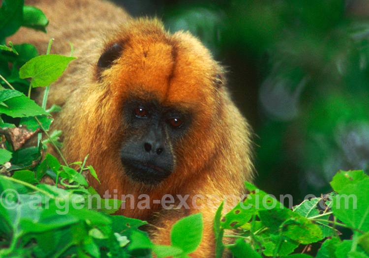 La faune des Esteros del Iberá La faune des Esteros del Iberá