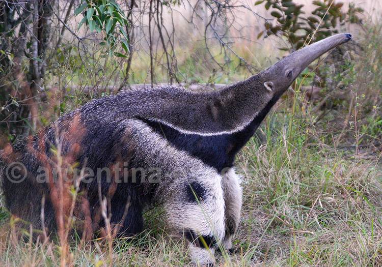 Tamanoire ou fourmilier géant, Esteros del Ibera tamanoire ou fourmilier géant, esteros del ibera