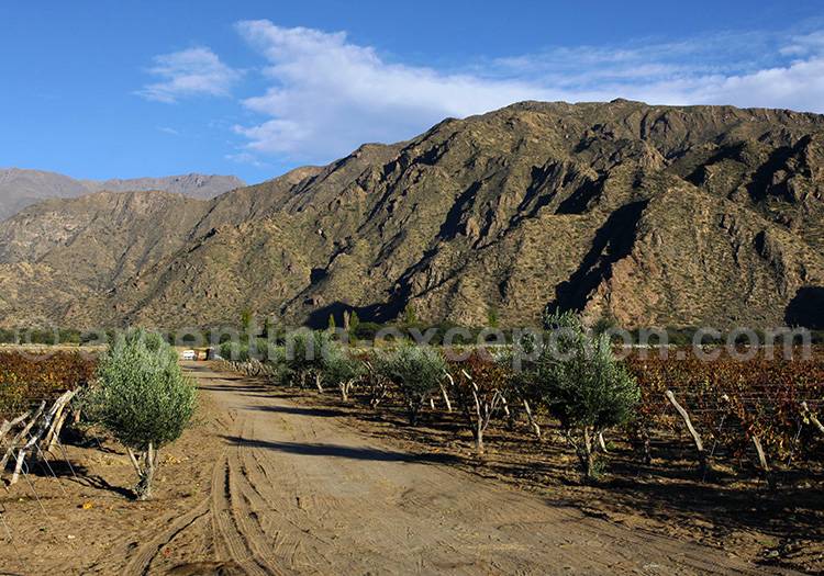 Vignoble de Cafayate, Salta Vignoble de Cafayate, Salta