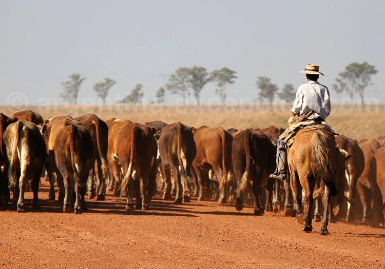 Province de Corrientes, Argentine Province Corrientes, Argentine