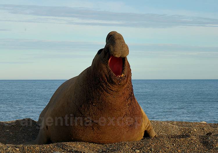 Péninsule Valdés Péninsule Valdés