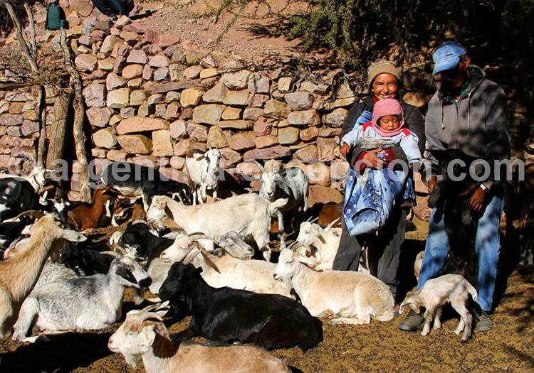 Éleveurs de chèvres, Iruya Éleveurs de chèvres, Iruya