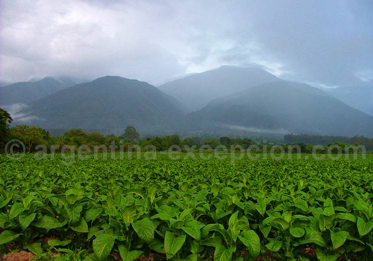 Vallée de Lerma, Salta Vallée de Lerma, Salta