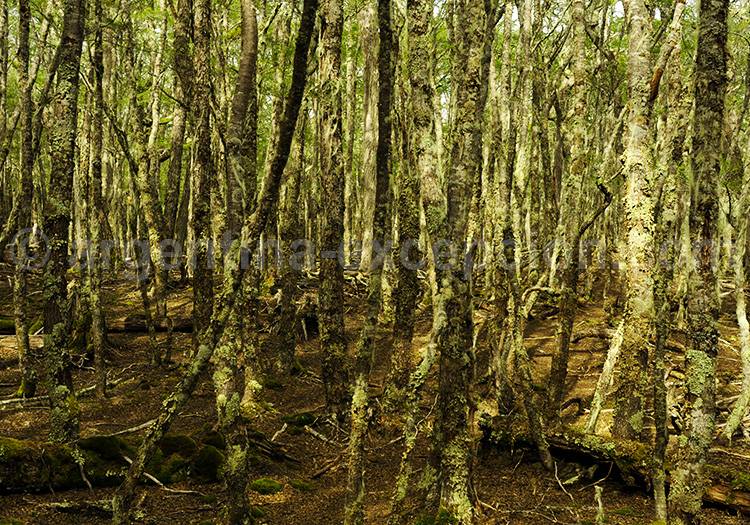 Forêt magellanique de Terre de Feu Forêt magellanique de Terre de Feu
