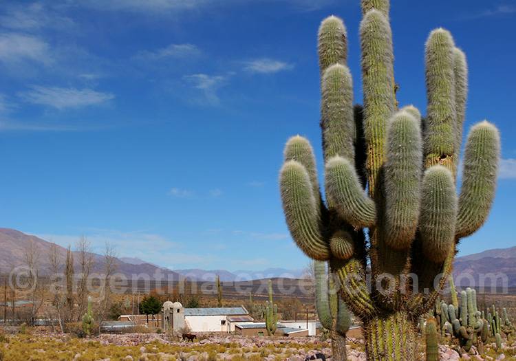 Comment éviter le mal de l'altitude dans les Andes Comment éviter le mal de l'altitude dans les Andes