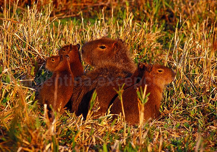 Parc Mburucuya, Corrientes - Carpinchos Parc Mburucuya, Corrientes - Carpinchos