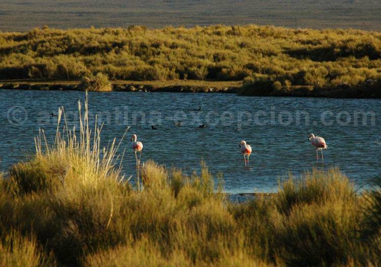 Laguna Llancanelo, Malargüe Laguna Llancanelo, Malargüe